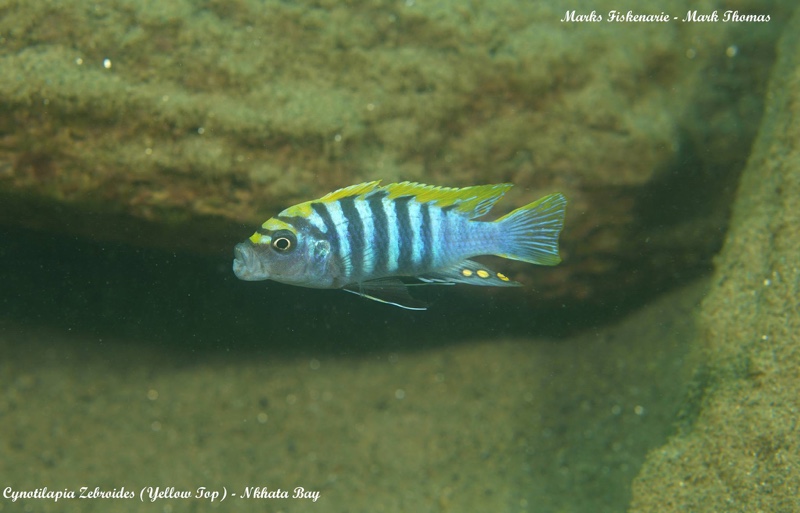 Cynotilapia zebroides 'Nkhata Bay'